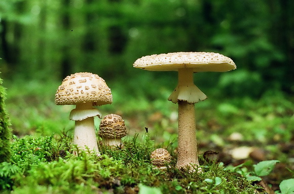 Отруєння грибами небезпечне для життя