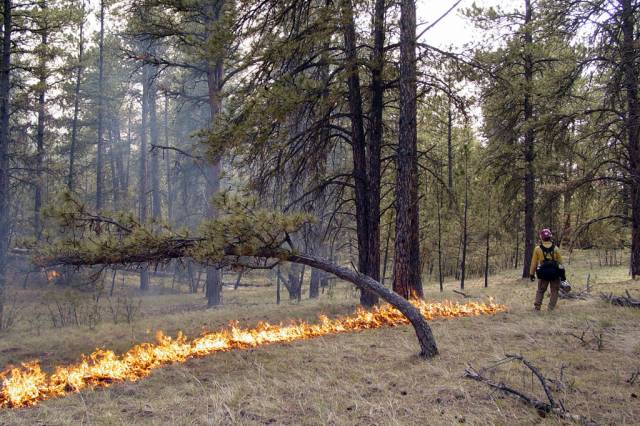 Пожежі у лісах